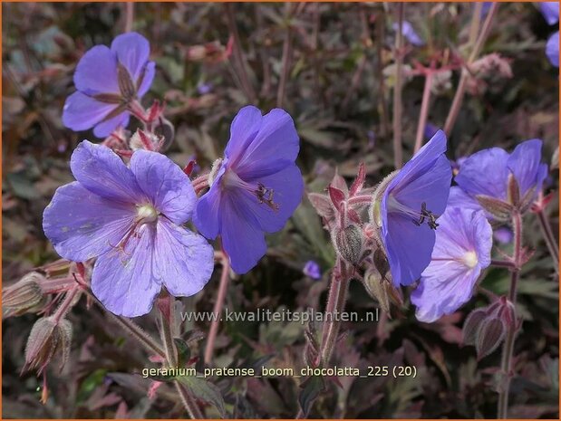 Geranium pratense 'Boom Chocolatta' | Beemdooievaarsbek, Weideooievaarsbek, Ooievaarsbek, Tuingeranium, Geranium | Wi