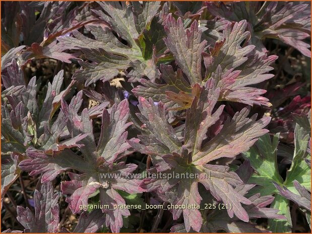 Geranium pratense 'Boom Chocolatta' | Beemdooievaarsbek, Weideooievaarsbek, Ooievaarsbek, Tuingeranium, Geranium | Wi