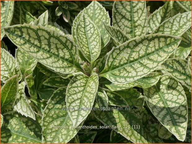 Heliopsis helianthoides 'Solar Flare' | Zonneoog, Zonneogen | Gew&ouml;hnliches Sonnenauge | Rough Heliopsis