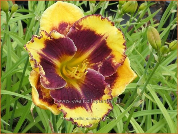 Hemerocallis 'Emperor' | Daglelie | Taglilie | Day Lily