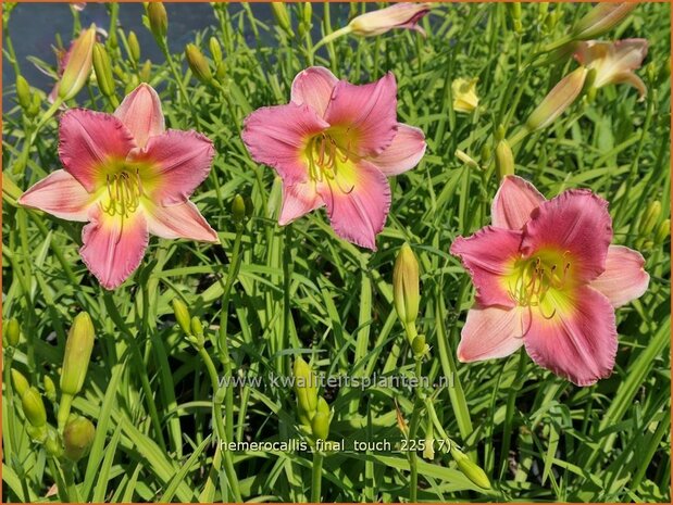 Hemerocallis 'Final Touch' | Daglelie | Taglilie | Day Lily