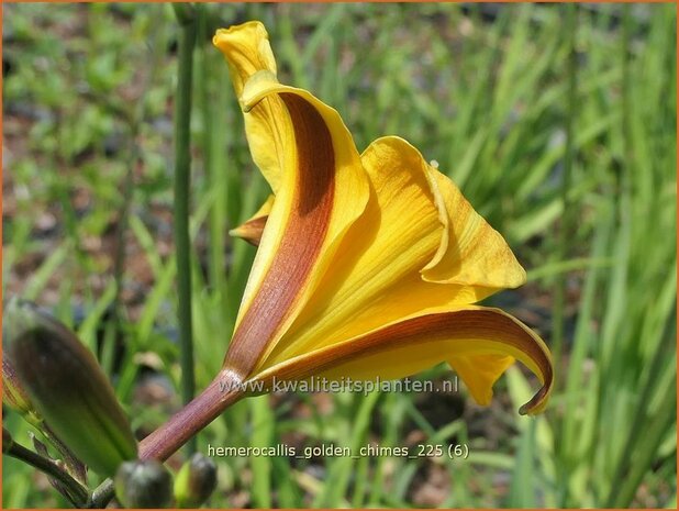 Hemerocallis 'Golden Chimes' | Daglelie | Taglilie | Day Lily