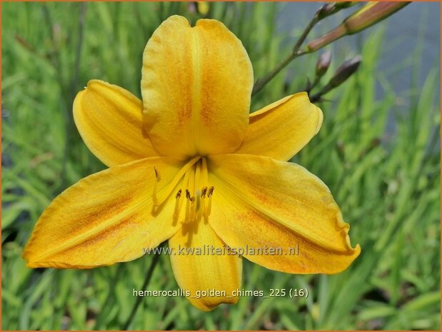 Hemerocallis 'Golden Chimes' | Daglelie | Taglilie | Day Lily