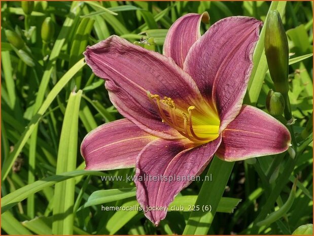 Hemerocallis 'Jockey Club' | Daglelie | Taglilie | Day Lily