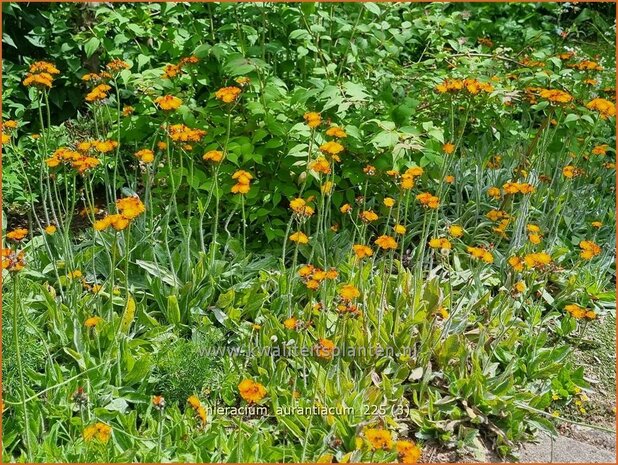 Hieracium aurantiacum | Oranje havikskruid, Havikskruid | Orangerotes Habichtskraut | Orange Hawkweed