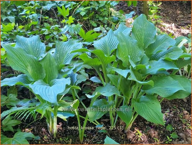 Hosta 'Krossa Regal' | Hosta, Hartlelie, Funkia | Funkie | Hosta