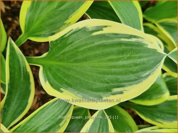 Hosta 'Queen Josephine' | Hosta, Hartlelie, Funkia | Funkie | Hosta