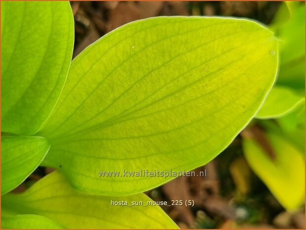 Hosta 'Sun Mouse' | Hosta, Hartlelie, Funkia | Funkie | Hosta
