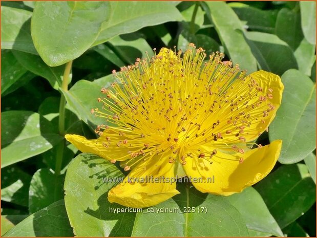 Hypericum calycinum | Grootbloemig hertshooi, Hertshooi | Teppichjohanneskraut | Aaron's Beard