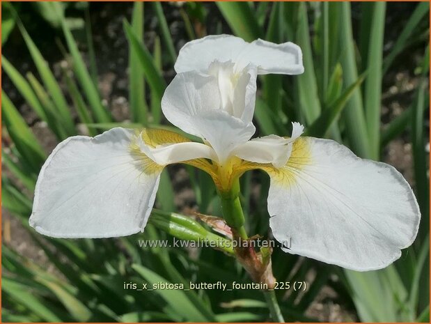 Iris x sibtosa 'Butterfly Fountain' | Iris, Lis | Schwertlilie | Flag