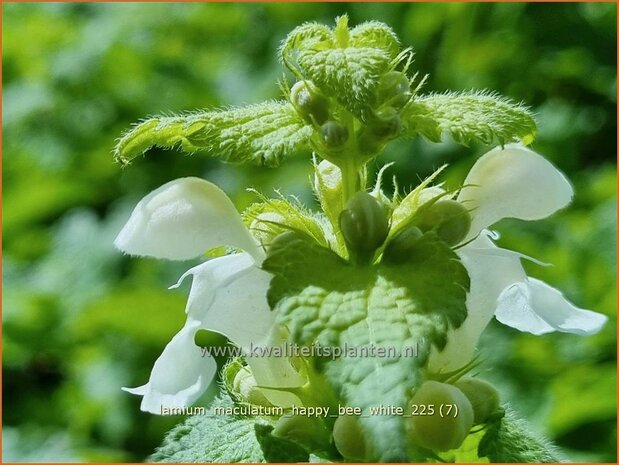 Lamium maculatum 'Happy Bee White' | Gevlekte dovenetel, Gestreepte dovenetel, Dovenetel | Gefleckte Taubnessel | Spo