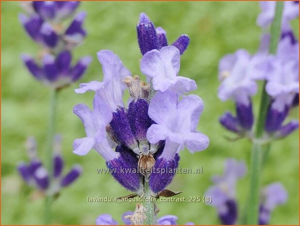 Lavandula angustifolia 'Contrast' | Echte lavendel, Gewone lavendel, Lavendel | Echter Lavendel | English Lavender