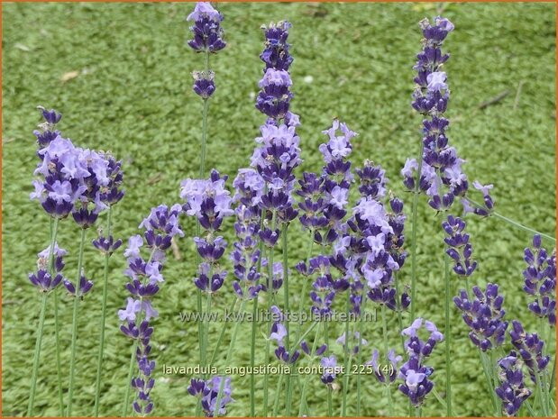 Lavandula angustifolia 'Contrast' | Echte lavendel, Gewone lavendel, Lavendel | Echter Lavendel | English Lavender