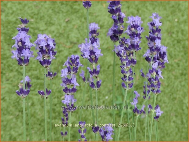 Lavandula angustifolia 'Contrast' | Echte lavendel, Gewone lavendel, Lavendel | Echter Lavendel | English Lavender