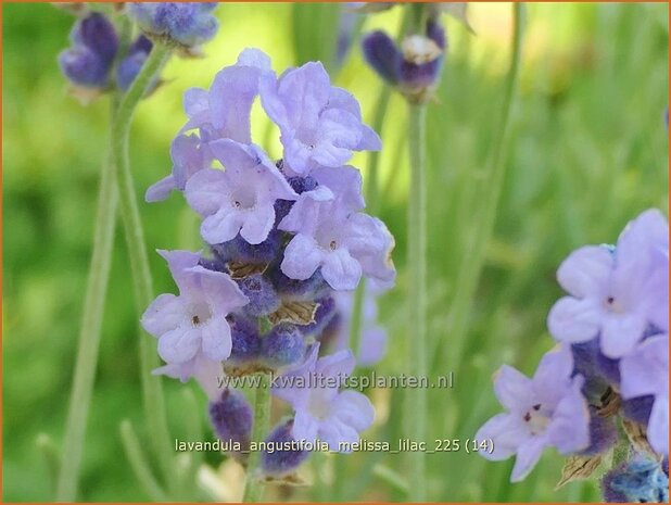 Lavandula angustifolia 'Melissa Lilac' | Echte lavendel, Gewone lavendel, Lavendel | Echter Lavendel | English Lavend