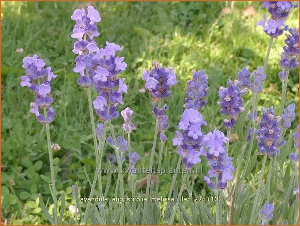 Lavandula angustifolia 'Melissa Lilac' | Echte lavendel, Gewone lavendel, Lavendel | Echter Lavendel | English Lavend