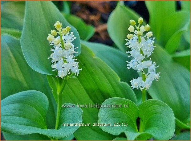 Maianthemum dilatatum | Dalkruid | Schattenblume | May Lily