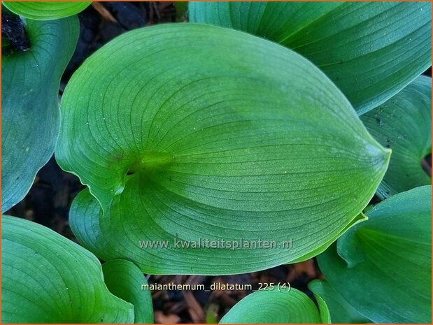 Maianthemum dilatatum | Dalkruid | Schattenblume | May Lily