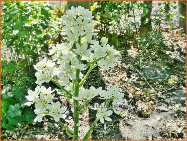 Melanthium virginicum | Virginia bunchflower