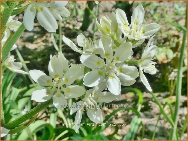 Melanthium virginicum | Virginia bunchflower