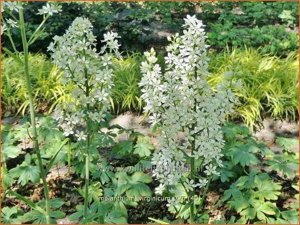 Melanthium virginicum | Virginia bunchflower