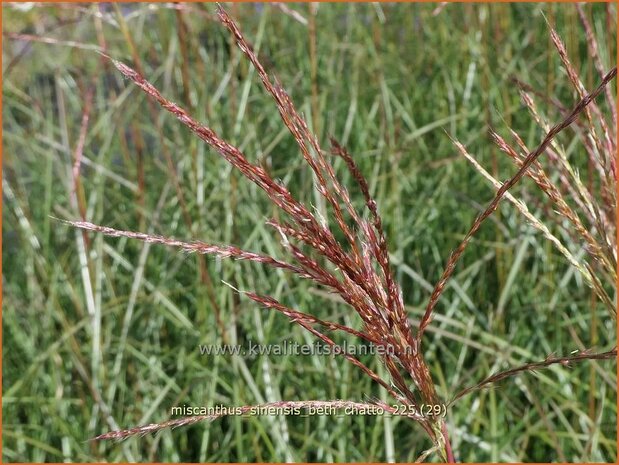 Miscanthus sinensis 'Beth Chatto' | Chinees prachtriet, Chinees riet, Japans sierriet, Sierriet | Chinaschilf | Eulal