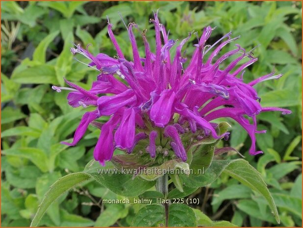 Monarda 'Balmy Lilac' | Bergamotplant, Indianennetel | Indianernessel | Beebalm