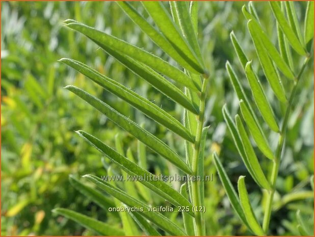Onobrychis viciifolia | Esparcette | Futteresparsette | Esparcet
