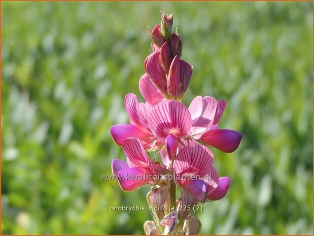 Onobrychis viciifolia | Esparcette | Futteresparsette | Esparcet