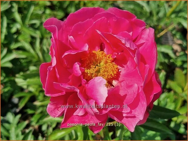 Paeonia 'Paula Fay' | Pioenroos | Pfingstrose | Peony