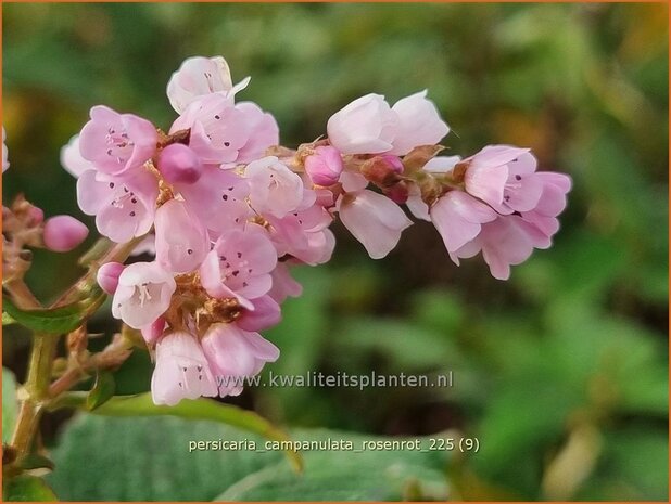 Persicaria campanulata 'Rosenrot' | Belletjesduizendknoop, Klokjesduizendknoop, Duizendknoop | Glockenkn&ouml;t