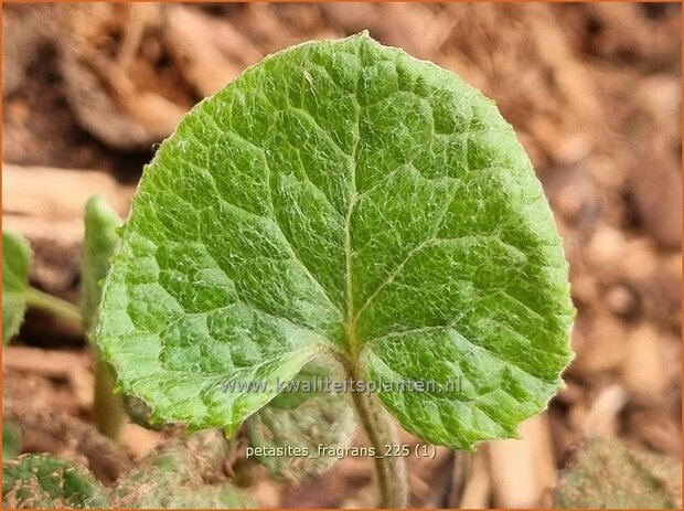 Petasites fragrans | Winterheliotroop, Hoefblad | Winter-Heliotrop | Winter heliotrope