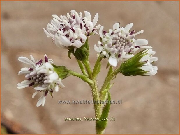 Petasites fragrans | Winterheliotroop, Hoefblad | Winter-Heliotrop | Winter heliotrope