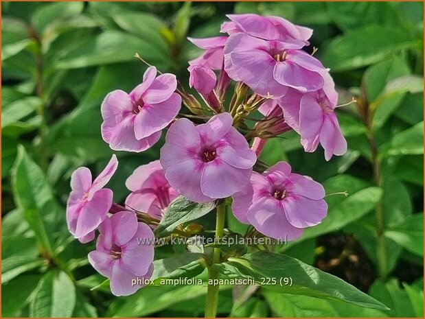 Phlox amplifolia 'Apanatschi' | Grootbladige vlambloem, Vlambloem, Flox, Floks | Gro&szlig;bl&auml;ttrige Flammenblume | Large