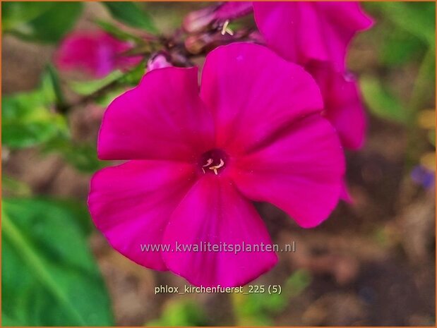 Phlox 'Kirchenf&uuml;rst' | Hoge vlambloem, Vlambloem, Flox, Floks | Hohe Flammenblume | Border Phlox