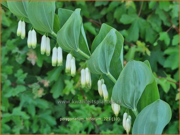 Polygonatum biflorum | Salomonszegel | Zweibl&uuml;tige Wei&szlig;wurz | Giant Solomon's Seal