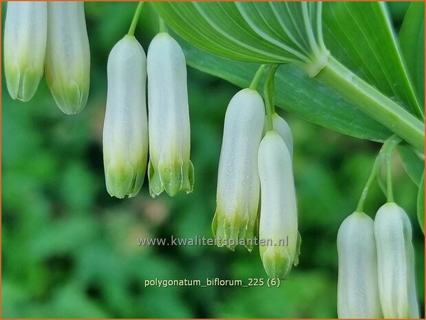 Polygonatum biflorum | Salomonszegel | Zweibl&uuml;tige Wei&szlig;wurz | Giant Solomon's Seal