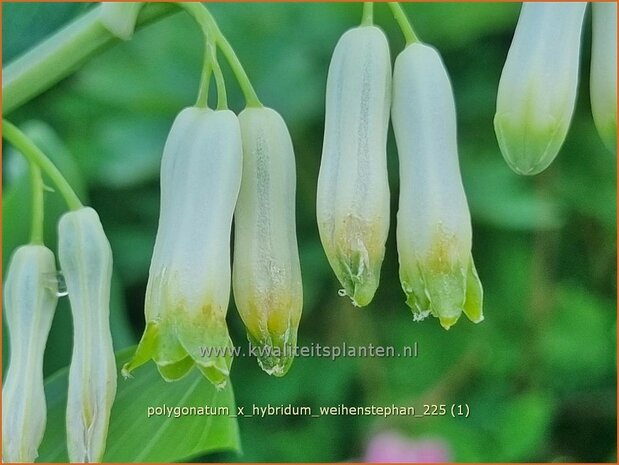 Polygonatum x hybridum 'Weihenstephan' | Salomonszegel | Dunkelbl&auml;ttrige Wei&szlig;wurz | Garden Solomon's Seal