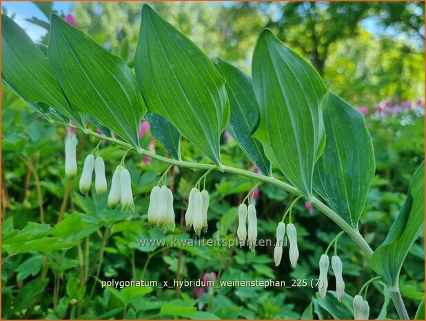 Polygonatum x hybridum 'Weihenstephan' | Salomonszegel | Dunkelbl&auml;ttrige Wei&szlig;wurz | Garden Solomon's Seal