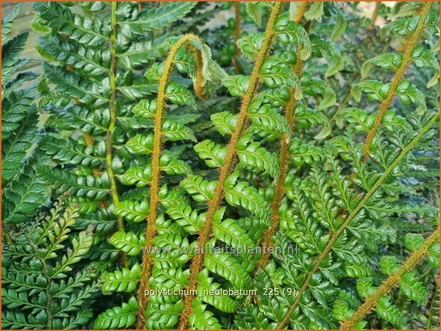 Polystichum neolobatum | Aziatische Sabelvaren, Naaldvaren | Asiatischer glanzschildfarn | Asian Saber Fern