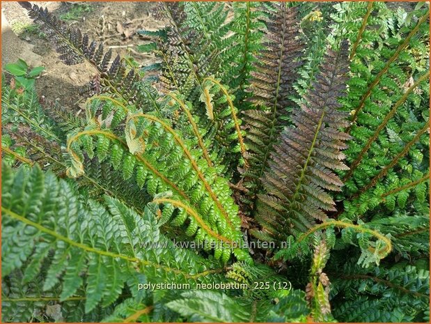 Polystichum neolobatum | Aziatische Sabelvaren, Naaldvaren | Asiatischer glanzschildfarn | Asian Saber Fern