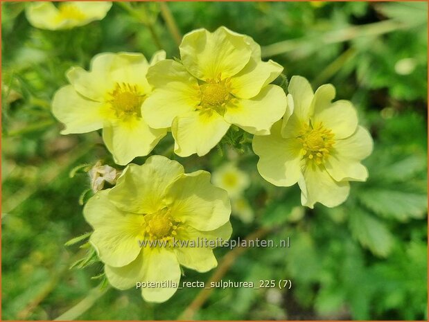 Potentilla recta 'Sulphurea' | Rechte ganzerik, Ganzerik | Hohes Fingerkraut | Sulphur Cinquefoil