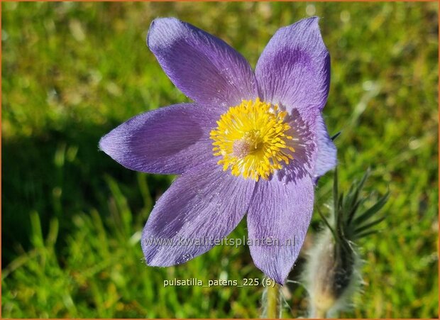 Pulsatilla patens | Wildemanskruid, Pelsanemoon | Finger-Kuhschelle | Eastern Pasque Flower