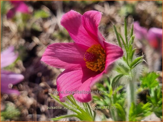 Pulsatilla vulgaris 'Rosen Glocke' | Wildemanskruid, Pelsanemoon | Gew&ouml;hnliche Kuhschelle | Common Pasque Flower