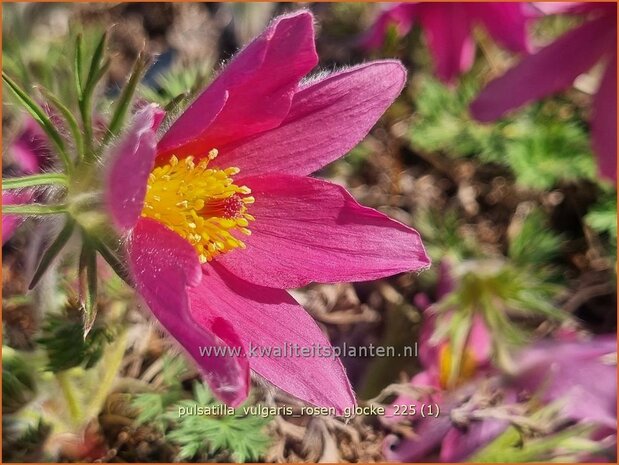 Pulsatilla vulgaris 'Rosen Glocke' | Wildemanskruid, Pelsanemoon | Gew&ouml;hnliche Kuhschelle | Common Pasque Flower