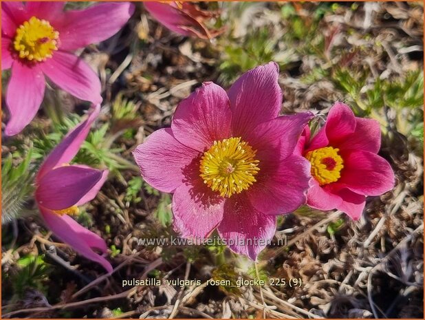 Pulsatilla vulgaris 'Rosen Glocke' | Wildemanskruid, Pelsanemoon | Gew&ouml;hnliche Kuhschelle | Common Pasque Flower