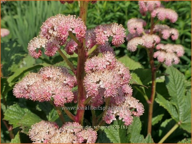Rodgersia 'Die Sch&ouml;ne' | Schout-bij-nacht, Kijkblad | Schaublatt | Rodger's Flower