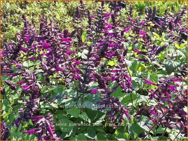 Salvia guaranitica 'Plum Crazy' | Braziliaanse salie, Salie, Salvia | Guarani-Salbei | Blue Anis Sage