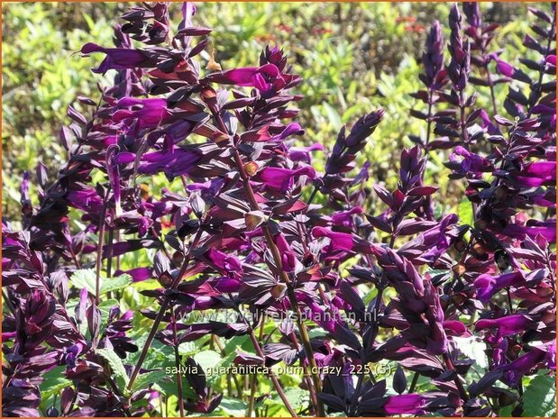 Salvia guaranitica 'Plum Crazy' | Braziliaanse salie, Salie, Salvia | Guarani-Salbei | Blue Anis Sage