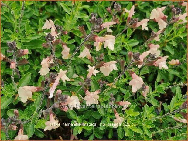 Salvia jamensis 'Magical Rio Grande' | Salie, Salvia | Salbei | Autumn Sage